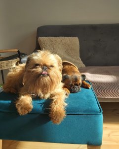 psy na pufie w salonie